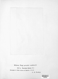 Puccinia drabae image